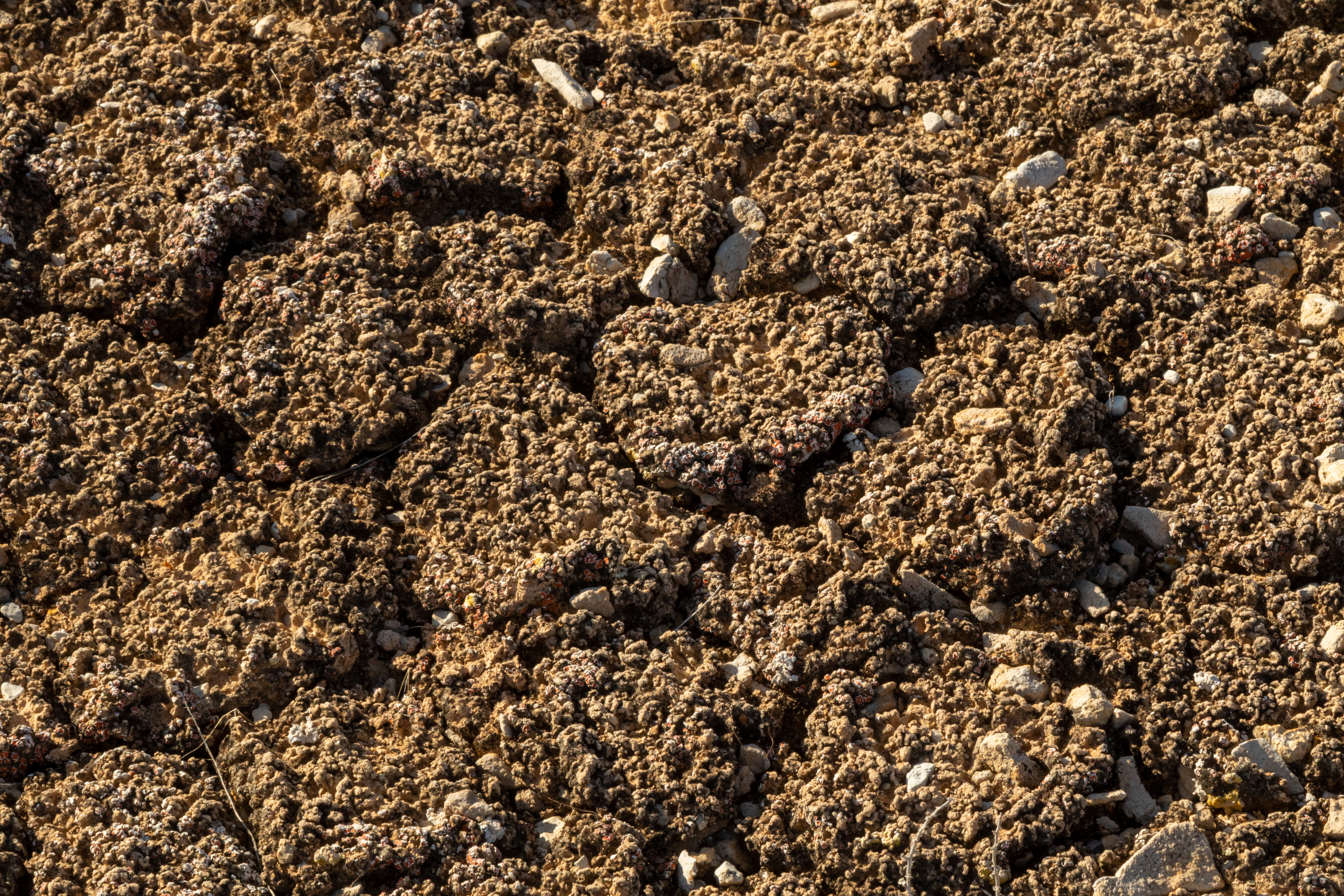 Biotic soil crust at White Dome Nature Preserve