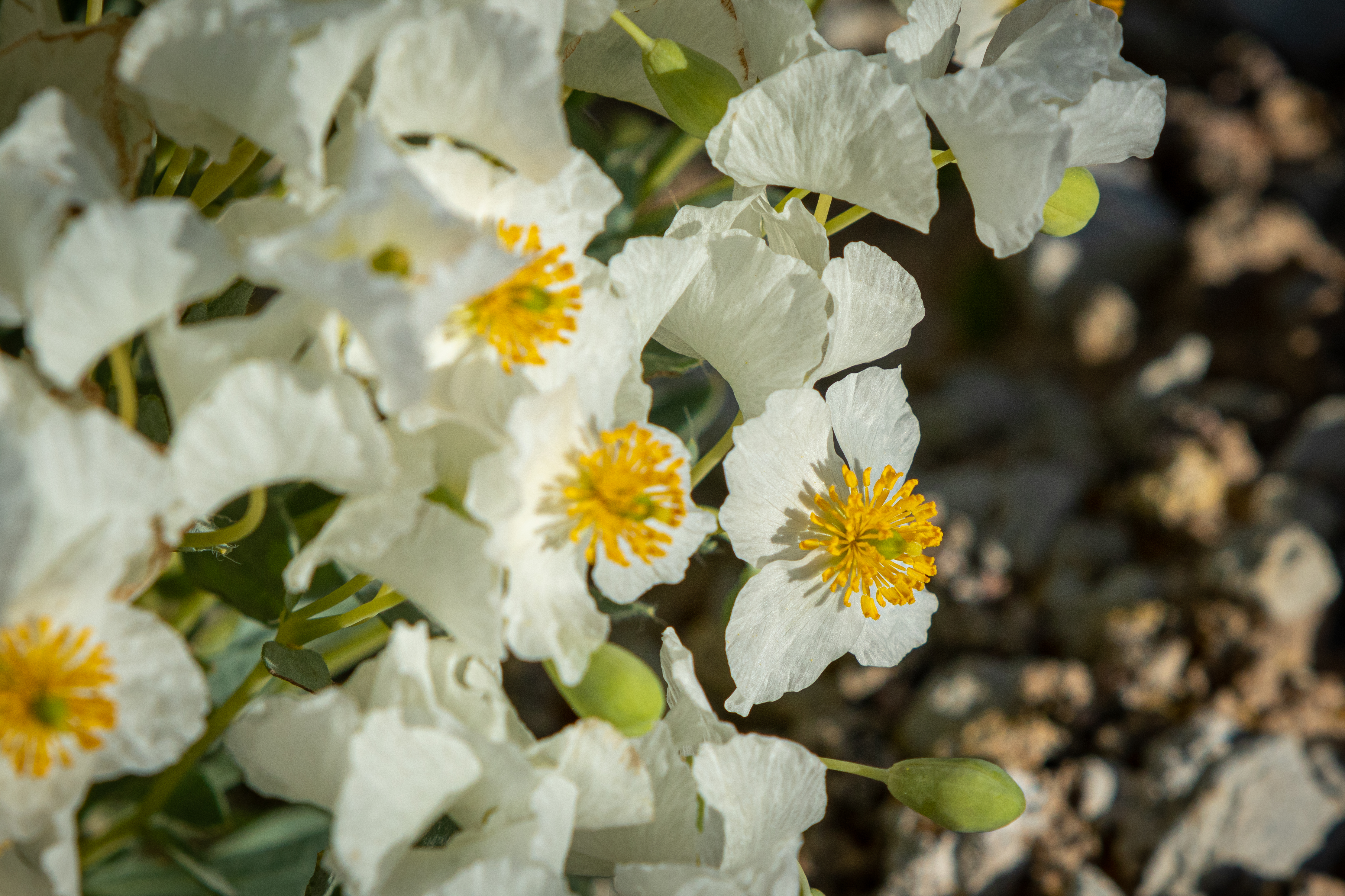 Close-up of Dwarf Bear Claw Poppy flowers